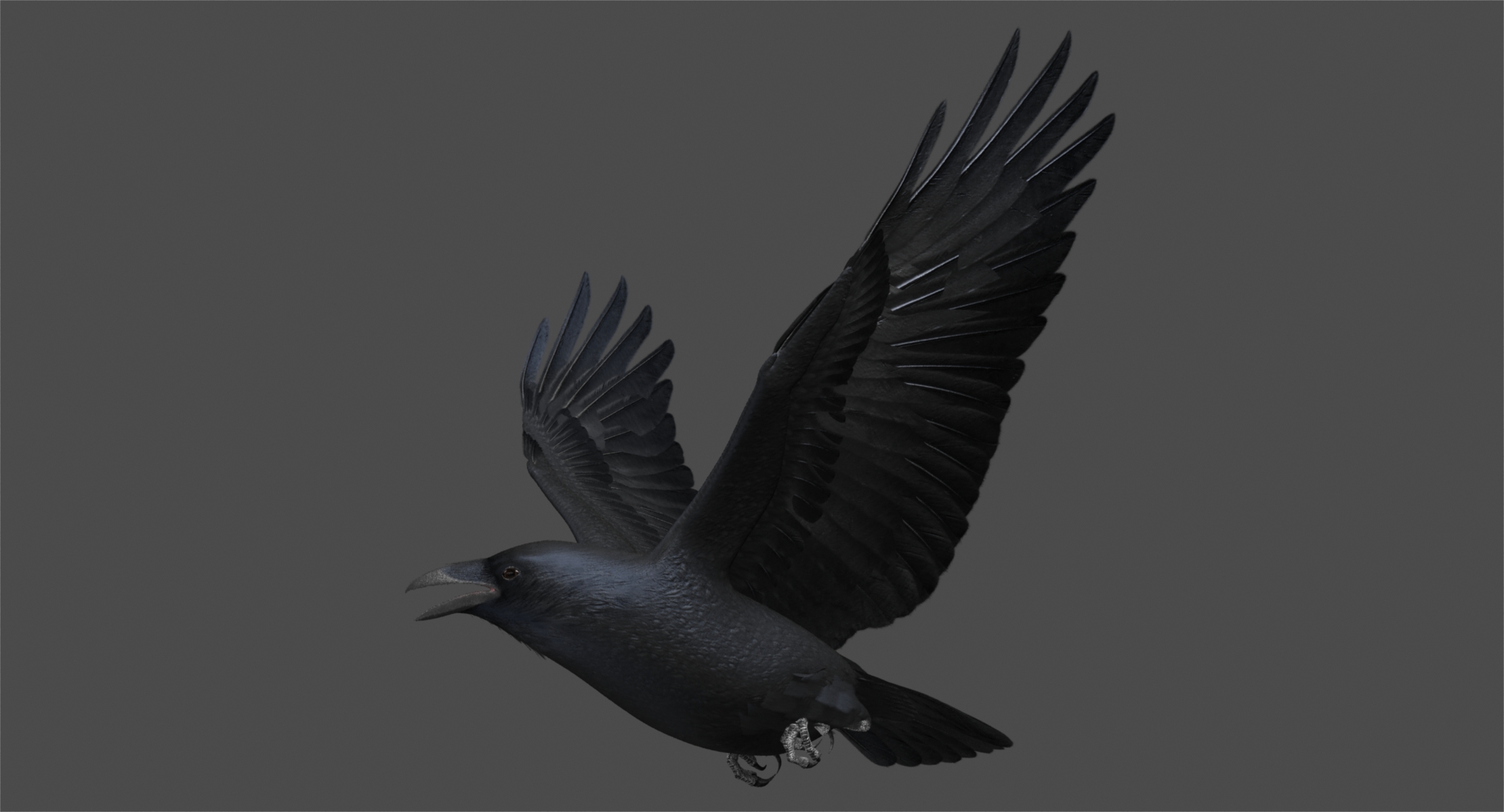 3d model chihuahuan raven animation flying