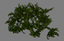 3d model fern ecosystems pack 24