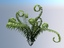 3d model fern ecosystems pack 24