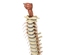 3d human spine spinal cord model