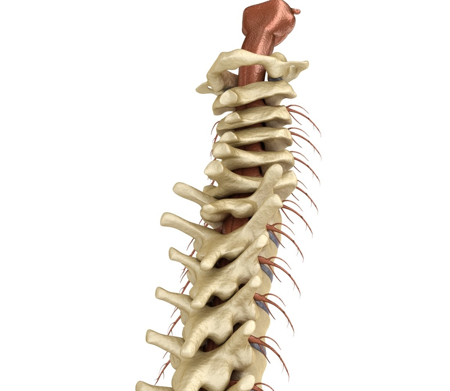 Anatomy Of Spinal Cord 3d Model Human Spine With Spin 6032