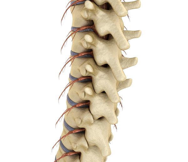 3d human spine spinal cord model