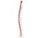3d human spine spinal cord model