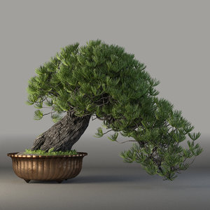 3d bonsai tree model