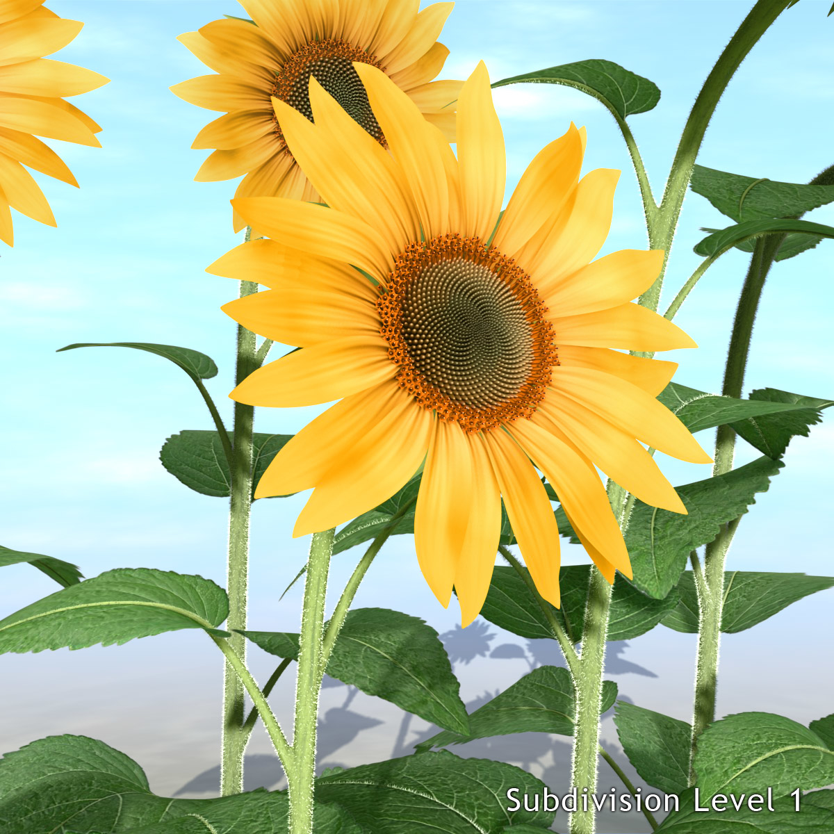 max sunflowers plants