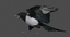 obj black-billed magpie animation