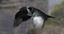 obj black-billed magpie animation