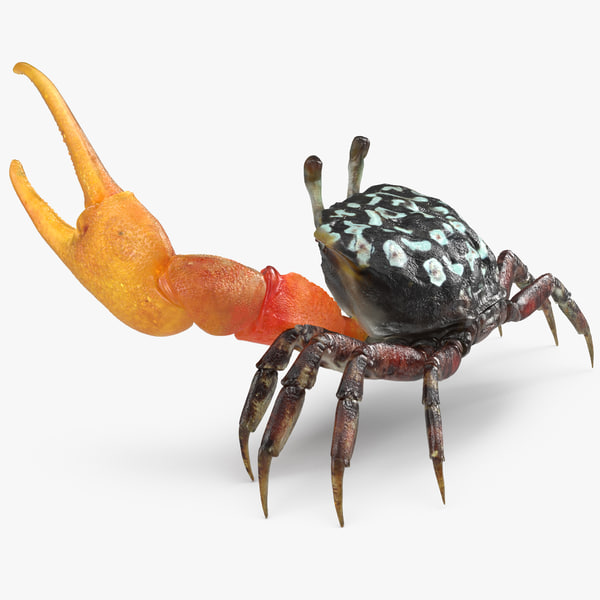 CallingCrabFightingPose3dmodel000.jpgA91A8EB4-1CB0-4735-B2F8-EE97F7F84CFDLarge.jpg