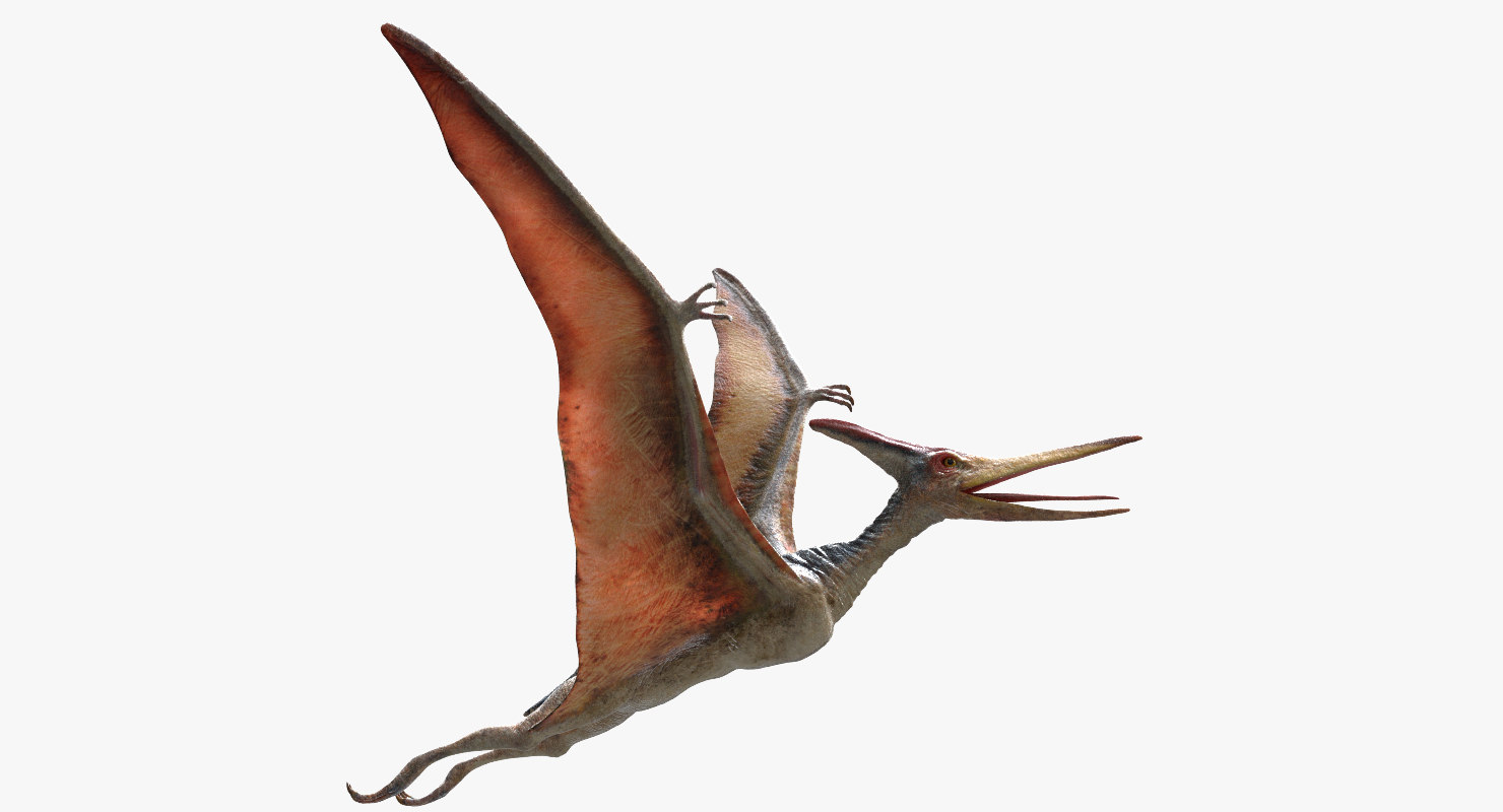 pteranodon rigged obj