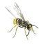 3d model insect common bee