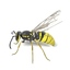3d model insect common bee