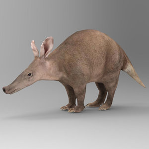 aardvark orycteropus afer max