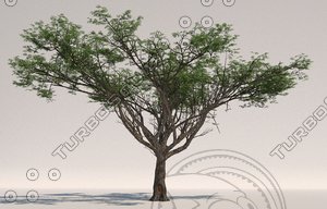 3d acacia faidherbia albida