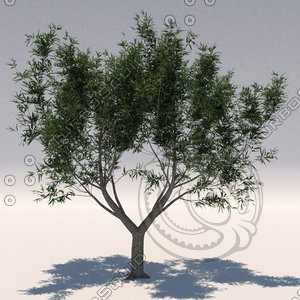 x olive tree 1 olea