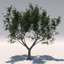 x olive tree 1 olea