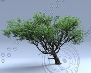 acacia tree 3d model