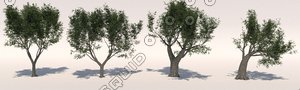 olive tree pack olea max