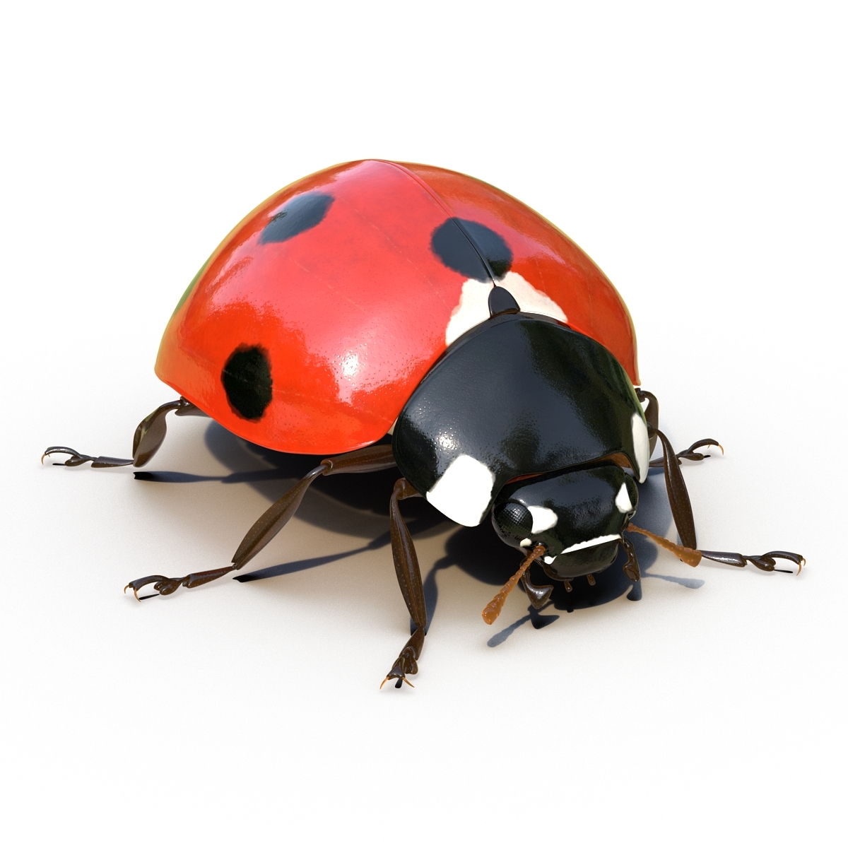 Ladybug 3d. Ladybug 3d model.