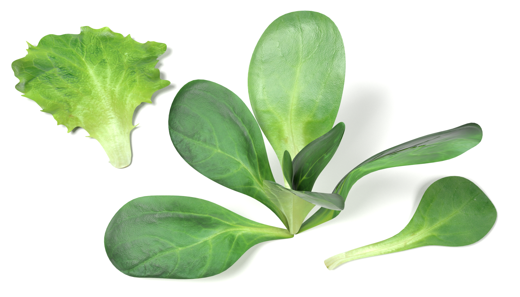 lettuce set 3d model