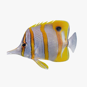 copperband butterflyfish 3d max