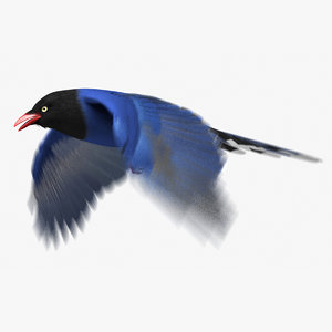 3d taiwan blue magpie animation model