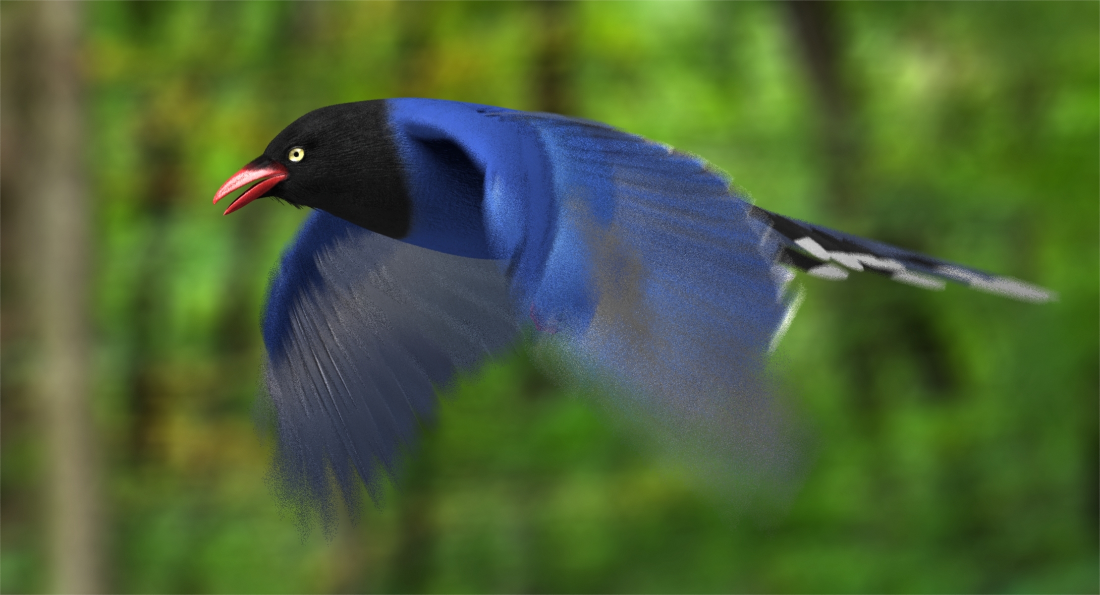 taiwan blue magpie (animated)