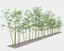 bamboo trees 4 3d max