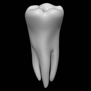 3d model tooth molar