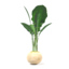 vegetable potato radish 3d 3ds