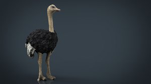 3d model of ostrich