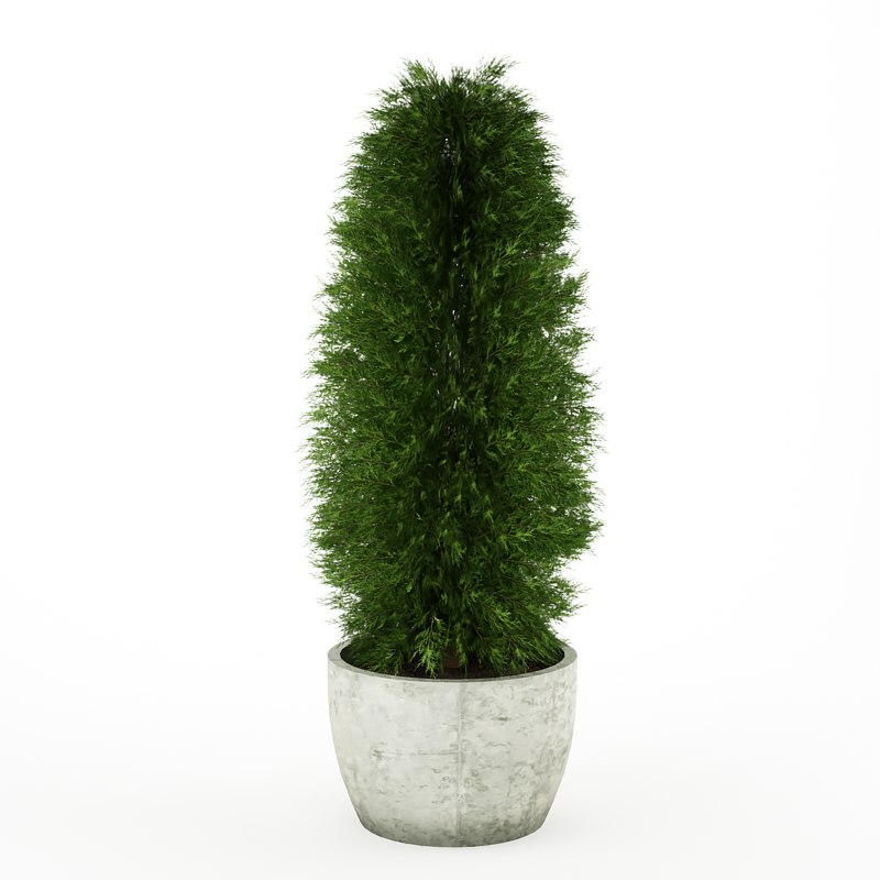 bush 3d model