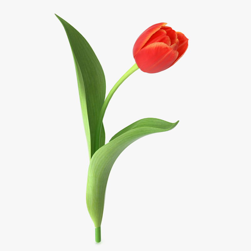 3 красных тюльпана. Тюльпан. Лист тюльпана. Тюльпаны на белом фоне. Тюльпан один.