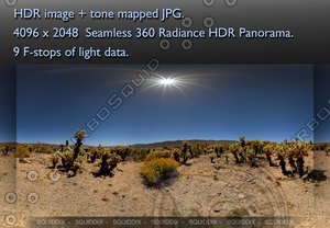 CHOLLA CACTUS GARDEN AT JOSHUA TREE DAY # 1, 360 PANORAMA #340