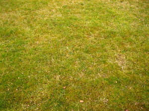 Grass