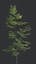 beech tree animation 3D model