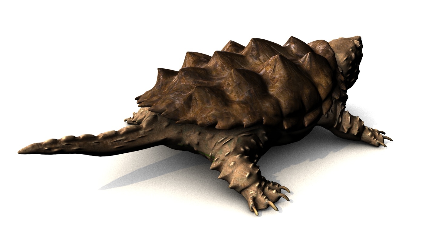 alligator snapping turtle model