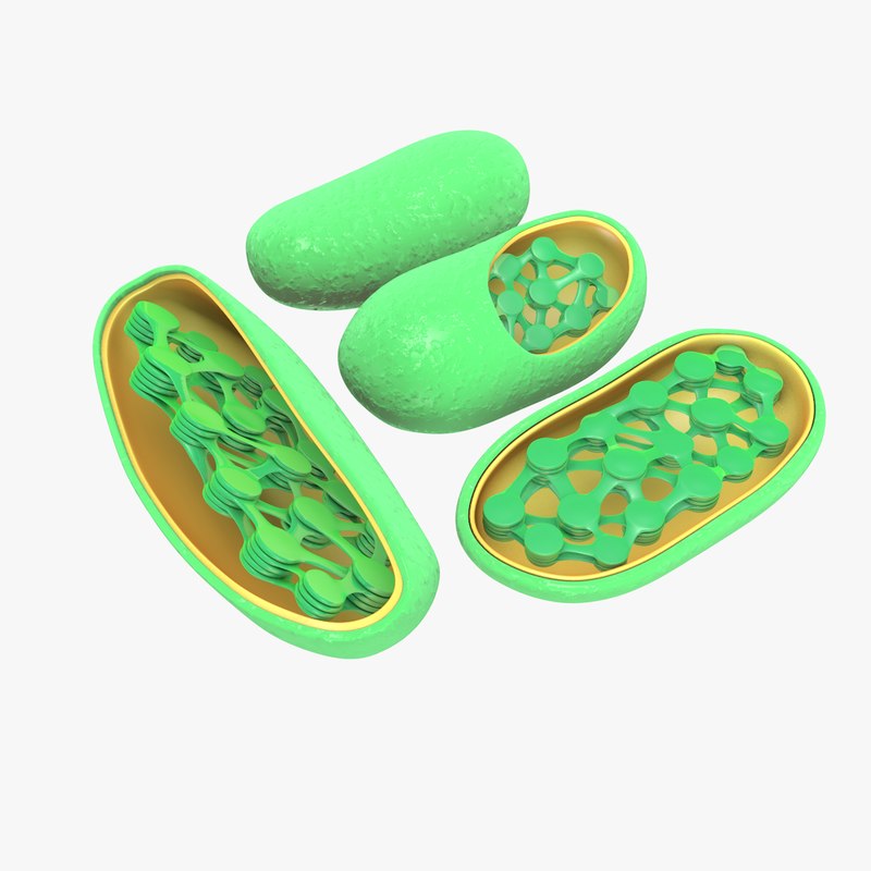 chloroplast 3d obj