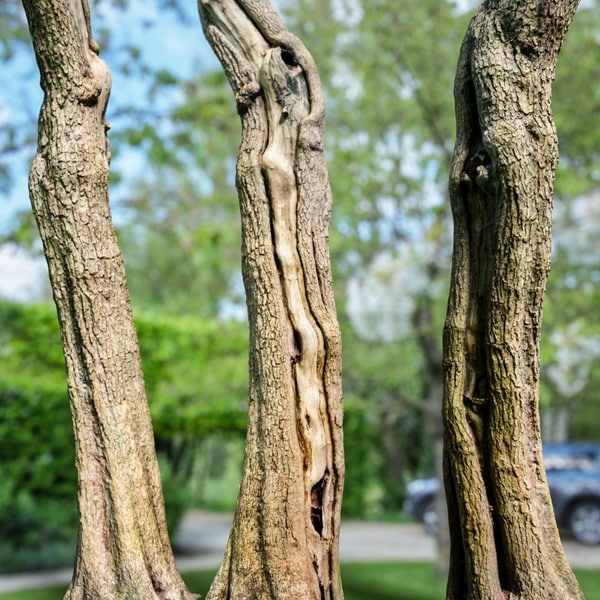 tree asset obj