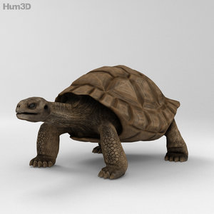 3d galapagos turtle model
