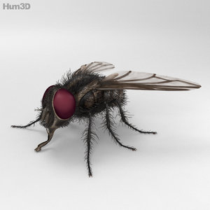 housefly fly house 3ds