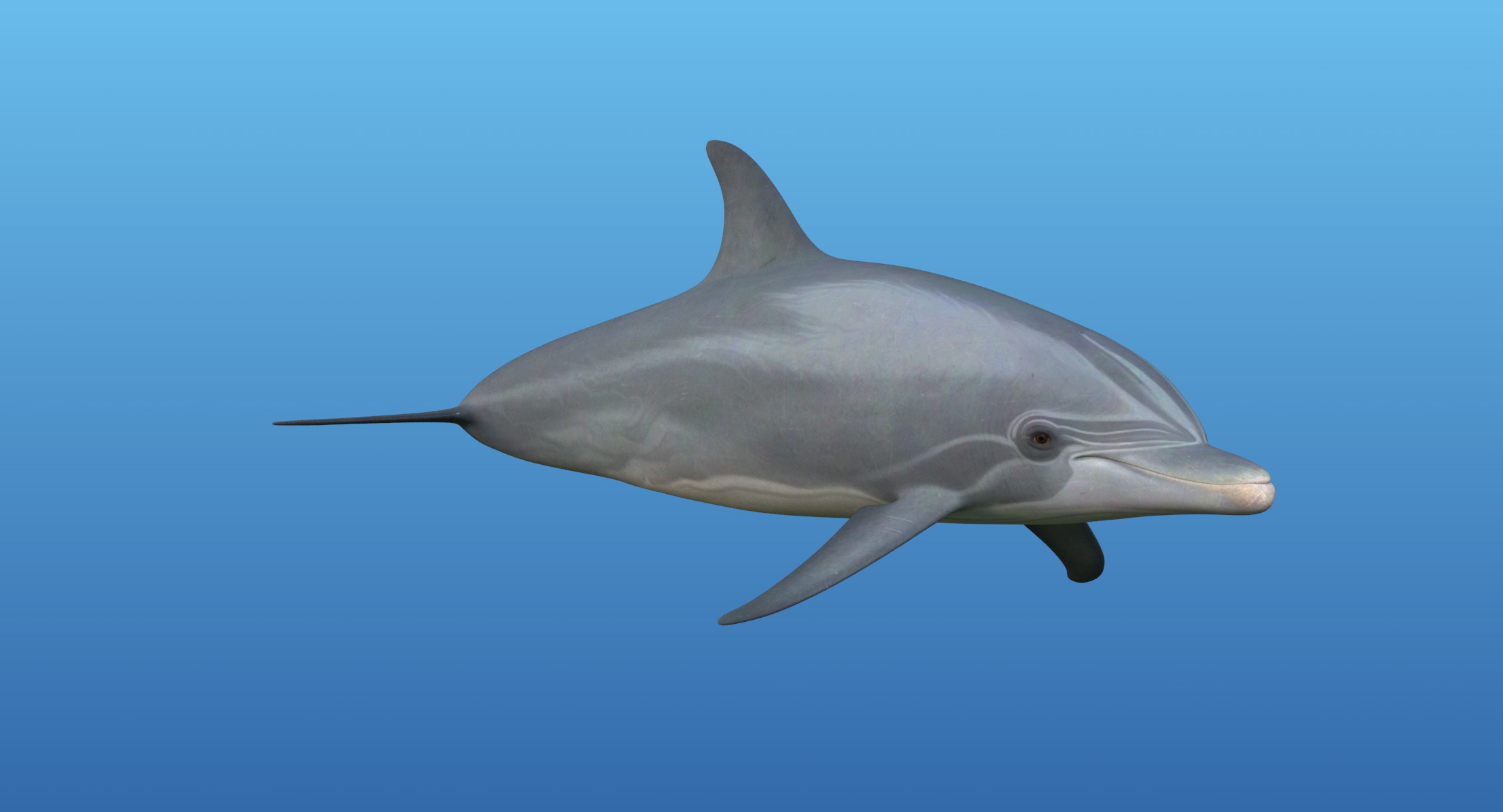3d bottlenose dolphin rigged