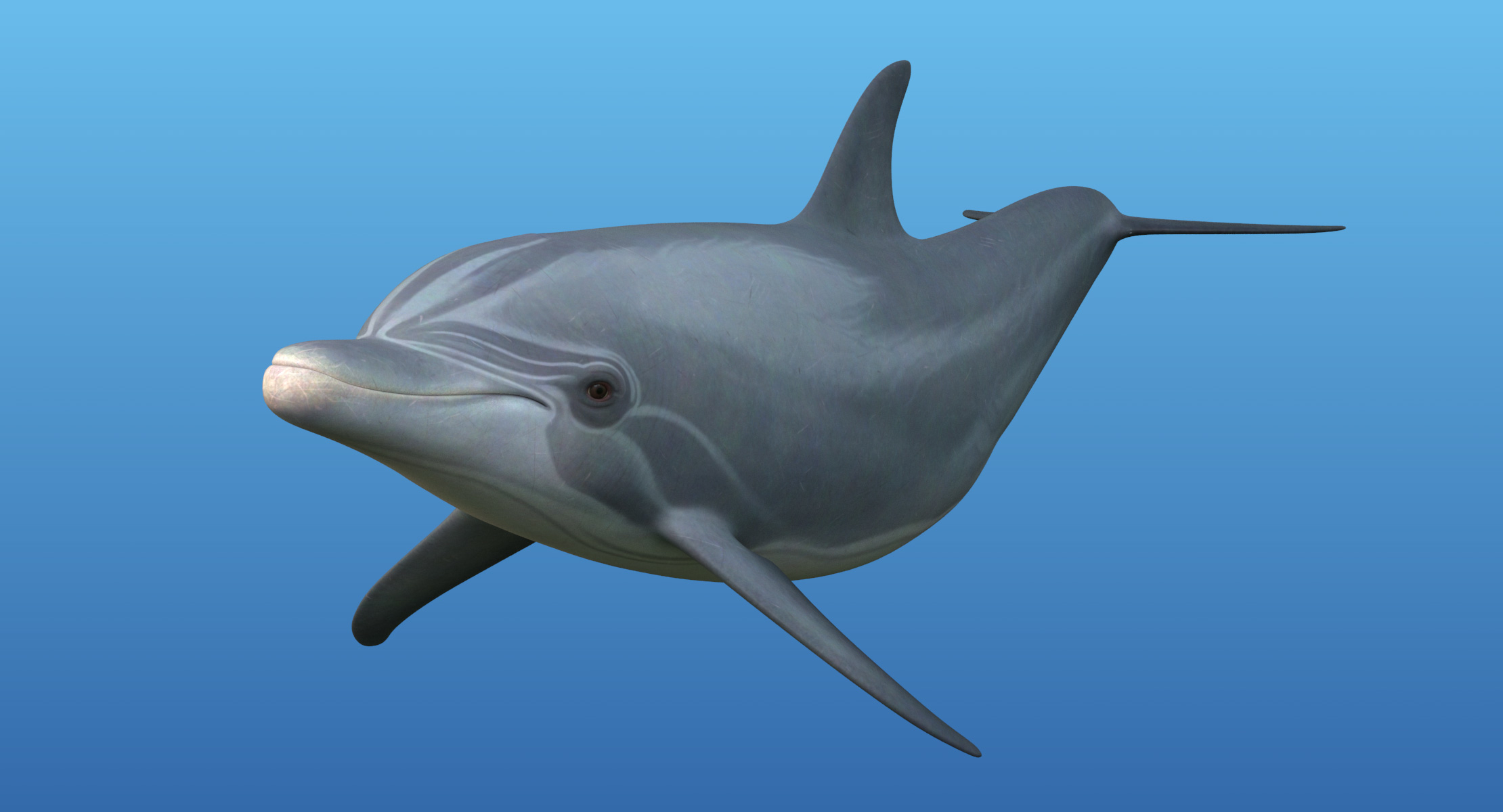 3d bottlenose dolphin rigged