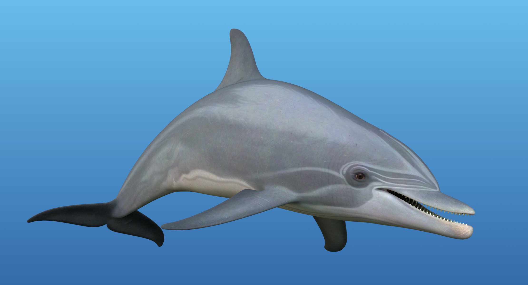 3d bottlenose dolphin rigged