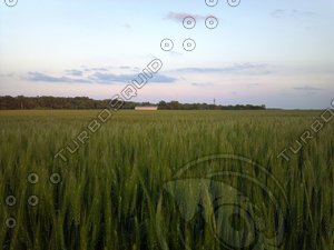 field