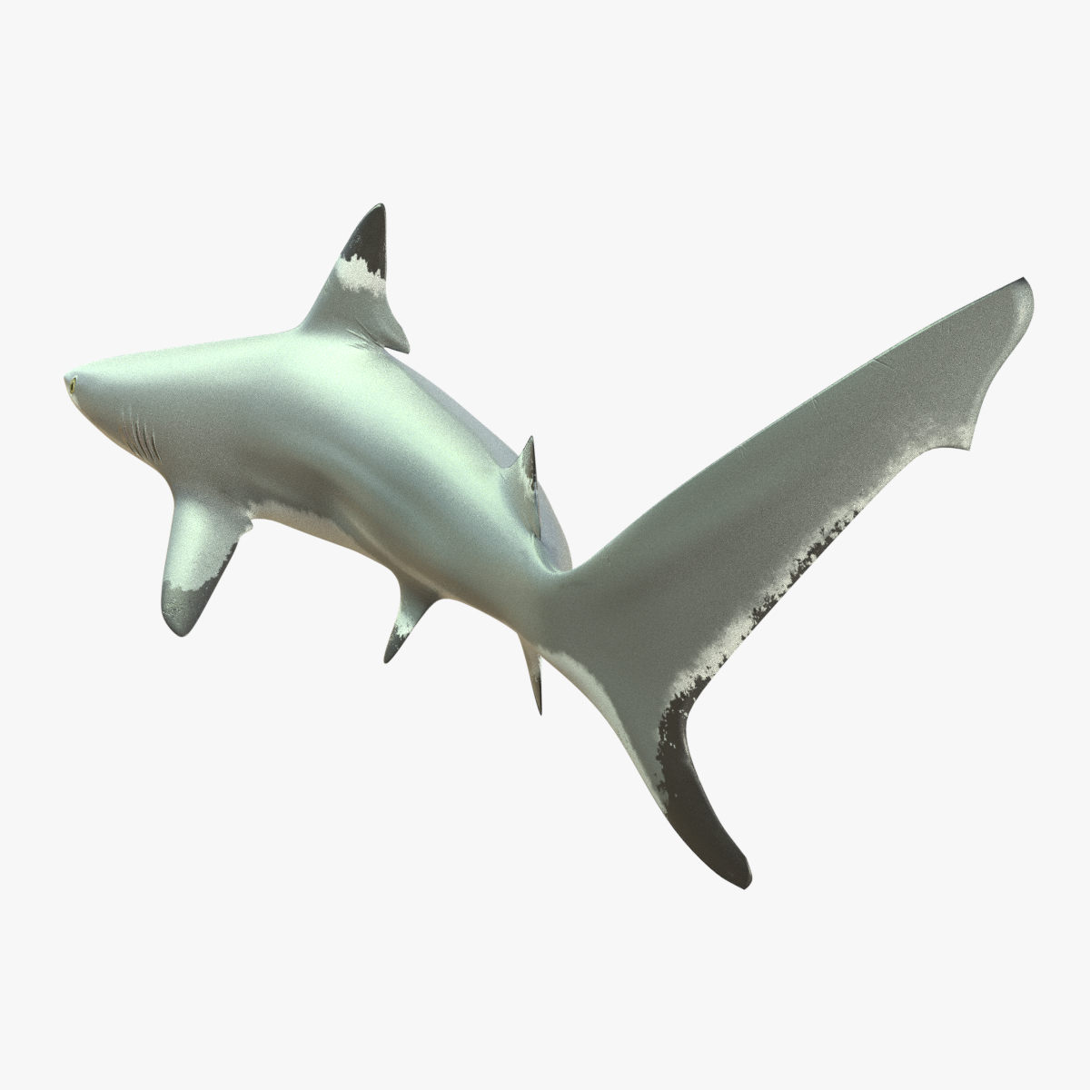 blacktip reef shark 3d model