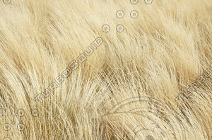 Golden Grass
