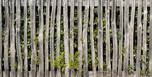 Wooden Fence