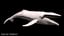 3d humpback whale megaptera novaeangliae model