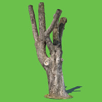 3d model photo scanned