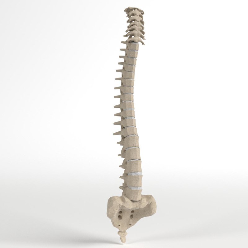 human spine 1 3d model